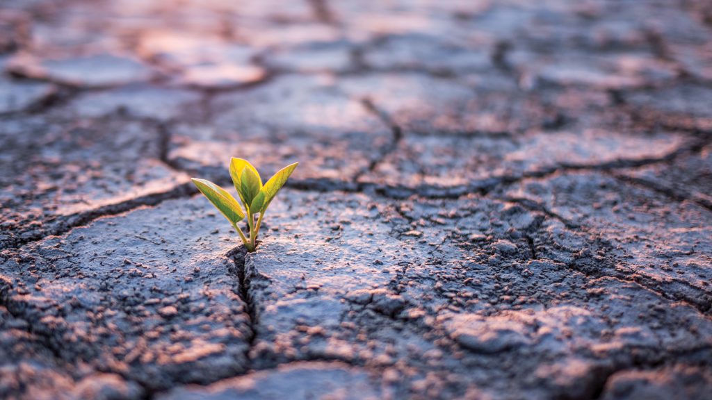 plant-growing-out-of-barren-soil.