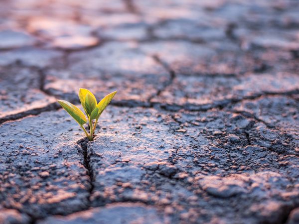 plant-growing-out-of-barren-soil.