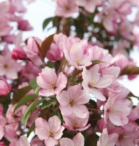pink flowering-tree