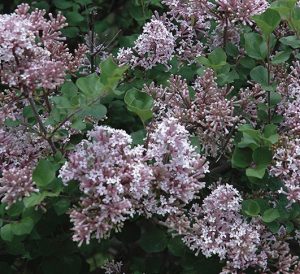 lilac plant