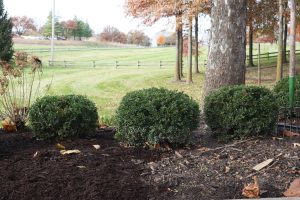 mulching-around-a-bush