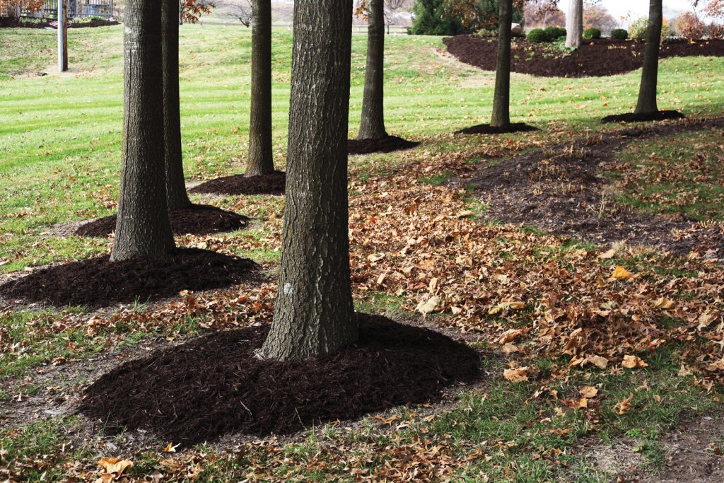 mulching-around-a-tree
