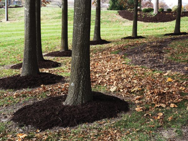 mulching-around-a-tree