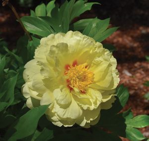 yellow peony flower
