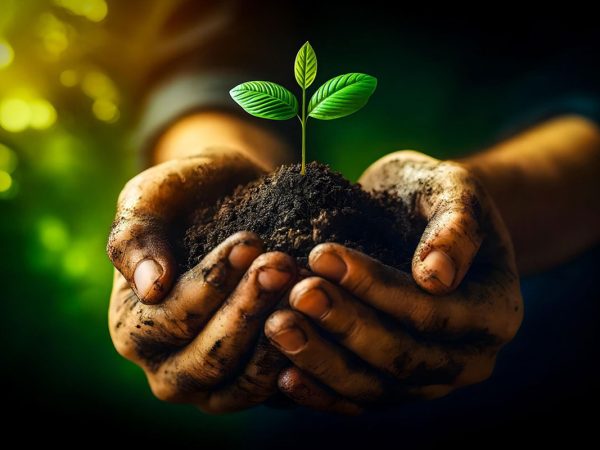 AI generated image of soiled hands gently cupping a tree sprouting from moist dirt.