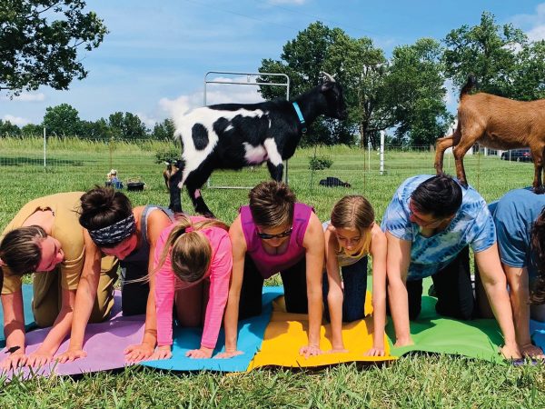 featured-group-of-people-on-their-hands-and-knees-with-goats-on-their-backs