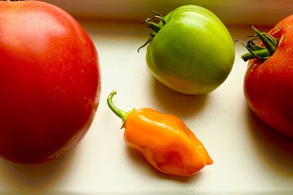 An illustration of food, showing tomatoes and a red pepper.
