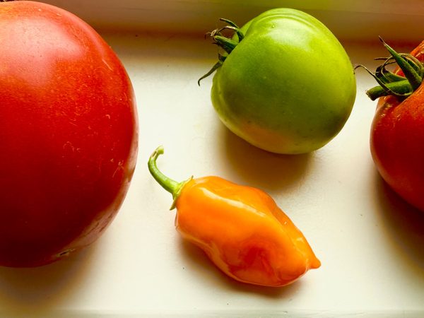 An illustration of food, showing tomatoes and a red pepper.