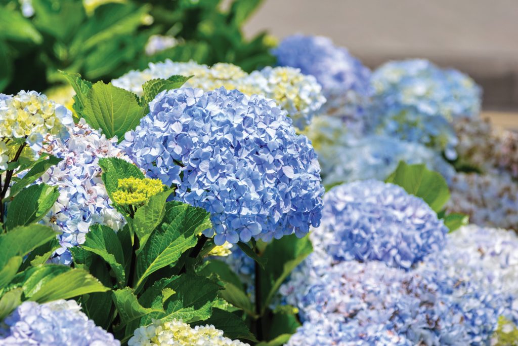big-leaf-hydrangea