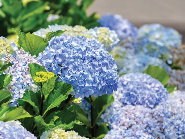 big-leaf-hydrangea