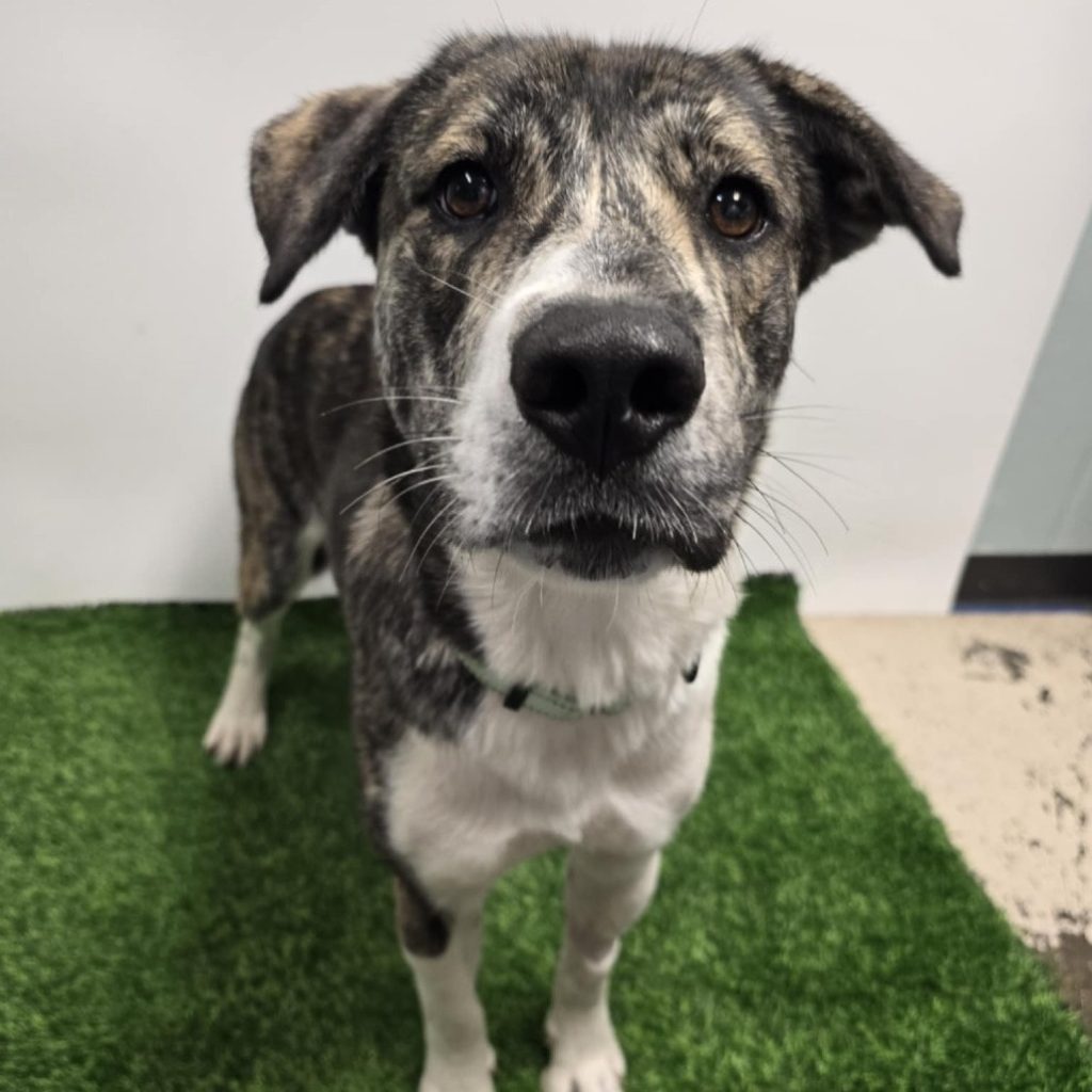 This is a mixed-breed dog, named Napolean Dynamite, who is sheltered at the Central Missouri Humane Society.