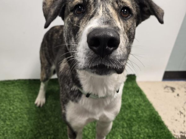 This is a mixed-breed dog, named Napolean Dynamite, who is sheltered at the Central Missouri Humane Society.