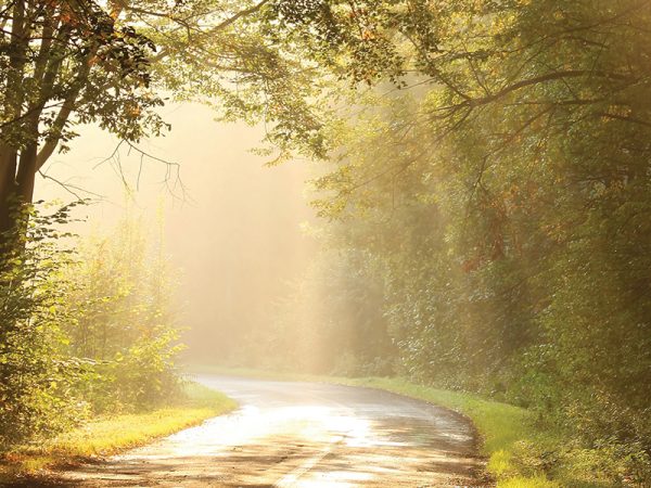 Magic light of the rising sun falls on the rural road through a misty forest in the warm colors of autumn. Photo taken in October.