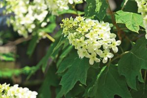 oakleaf-hydrangea