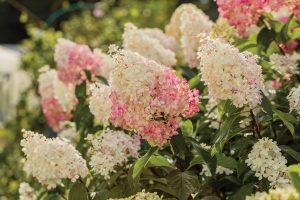 panicle-hydrangea
