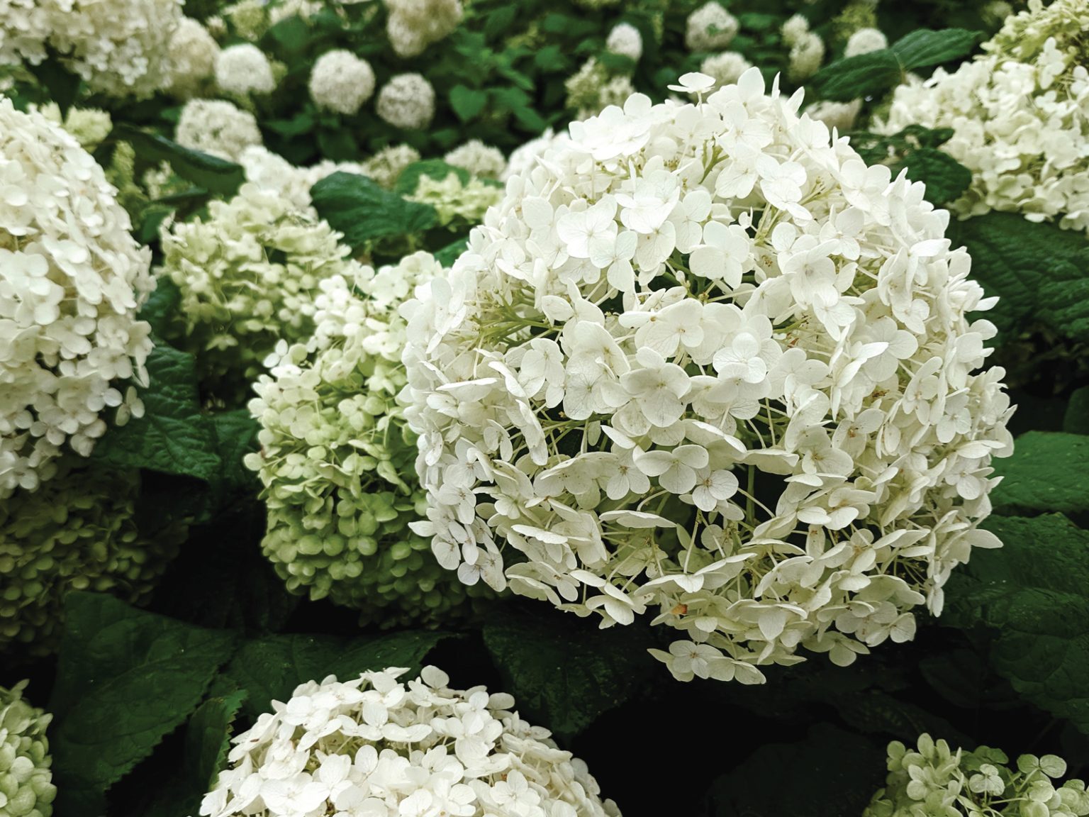 Hydrangea Common Color Your Guide to the Four Common Hydrangeas - COMO Magazine