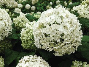 smooth-hydrangea