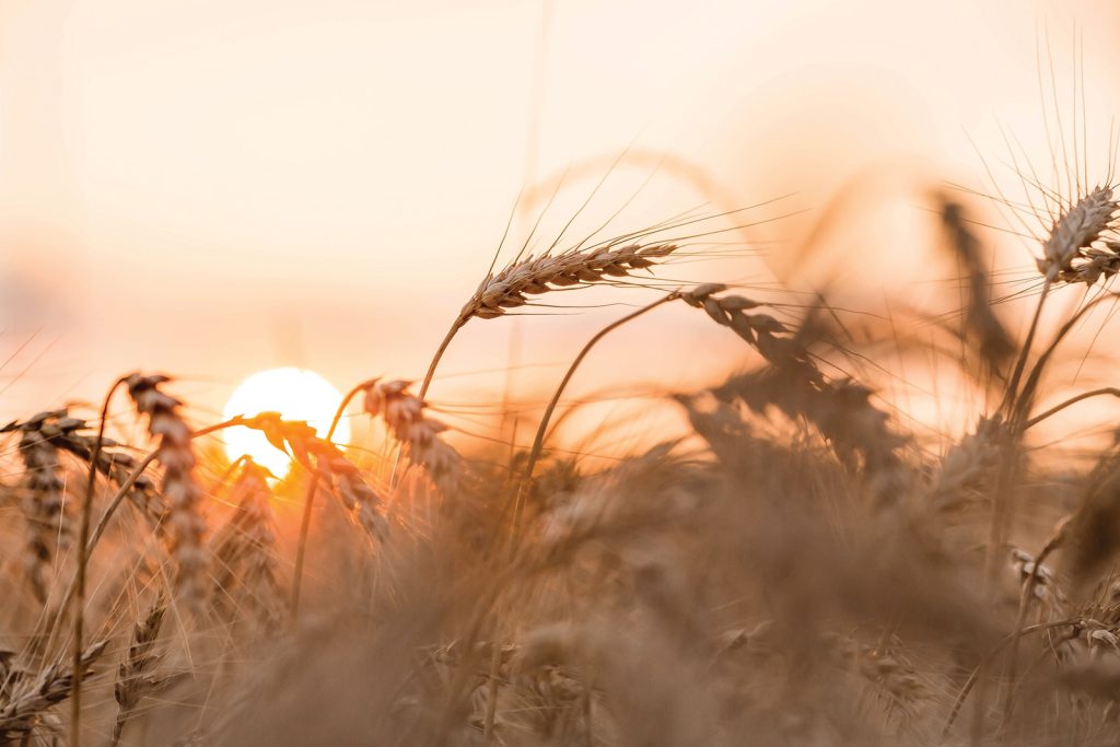 Golden ears of wheat on the background of a ripening field. Agricultural plant close-up. The concept of planting and harvesting a rich harvest. Rural landscape at sunset.