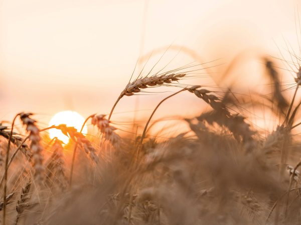 Golden ears of wheat on the background of a ripening field. Agricultural plant close-up. The concept of planting and harvesting a rich harvest. Rural landscape at sunset.