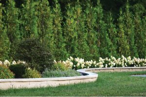 columnar-plants-border