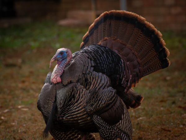 turkey-9162593_1280