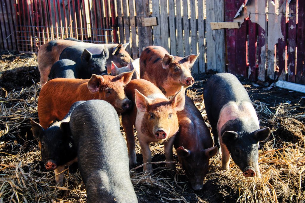 Sullivan Farms