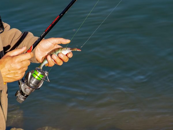 couleur-angler-3778880_1280