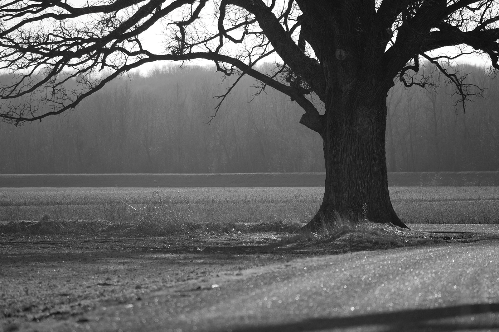 The Big Bur Oak Still Standing - COMO Magazine
