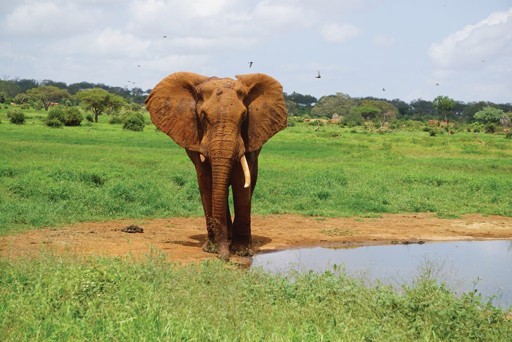 Elephant