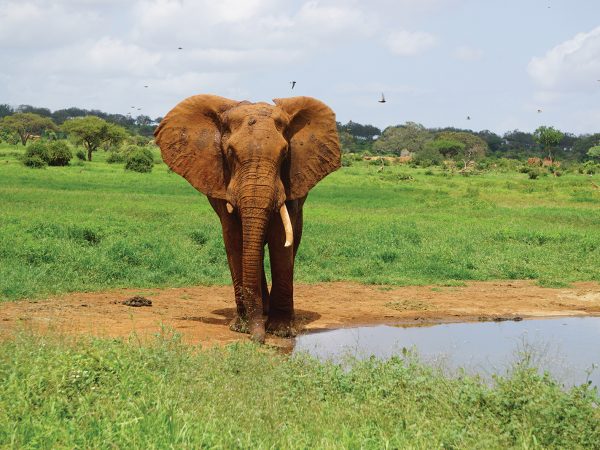 Elephant